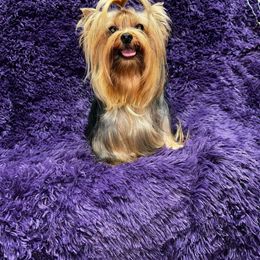 Dove - Yorkshire Terrier