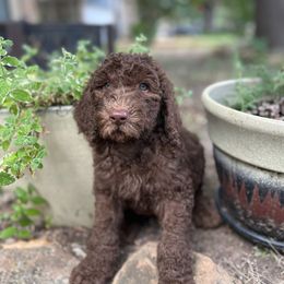 Flame - Chocolate male Goldendoodle puppy in Arlington, Texas from Chambers Doodle Patch