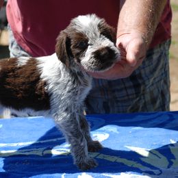 Spinone Italiano Puppies from Boe Dogs