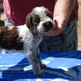 Spinone Italiano Puppies from Boe Dogs