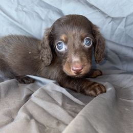 Grinch - Chocolate male Dachshund puppy in Tonopah, Arizona from Brandie's Dachshunds
