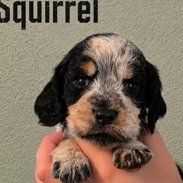 Squirrel - Tri-Roan female English Springer Spaniel puppy in Fort White, Florida from Thunderbird Springers