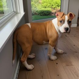 Flare - Red female American Staffordshire Terrier puppy in Conley, Georgia from Cicero Kennels