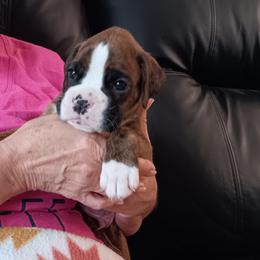 Boy 3 flashy brindle - Brindle male Boxer puppy in Morriston, Florida from Like The Wind Boxers