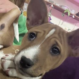Basenjis from Rocky Mountain Basenjis & Little Dog Farm & Grooming