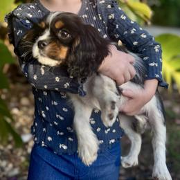 Maribelle - Tri-color female Cavalier King Charles Spaniel puppy in Mount Dora, Fl, Florida from Breezy Palms Cavaliers