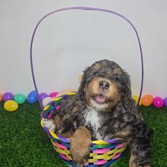 Muddie - female Australian Mountain Doodle puppy in Escondido, California from North County Doodles