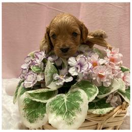 Cockapoo Puppies from Martin's Cockapoos