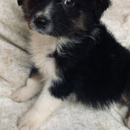 Boy 5 - Australian Shepherd puppy in Paint Rock, Alabama from Kotah’s Kennels