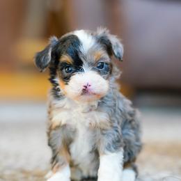 Buttercup - Merle female Bernedoodle puppy in Dundee, Ohio from Down Home Doodle