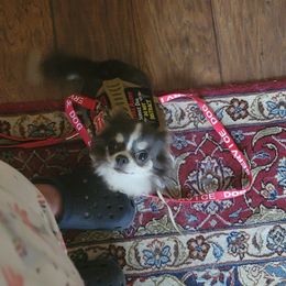 Chihuahua Puppies from Elegant Exotic Chihuahua's