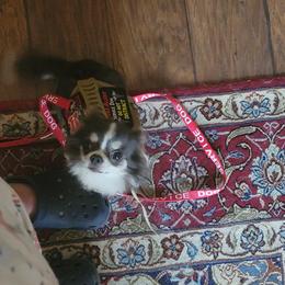 Chihuahua Puppies from Elegant Exotic Chihuahua's