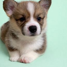 Mint collar - Sable male Pembroke Welsh Corgi puppy in Poulsbo, Washington from Central Valley kennel