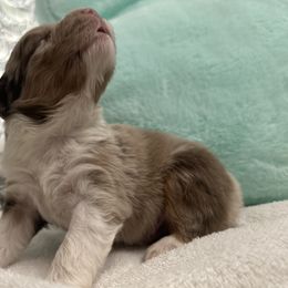 Australian Shepherd Puppies from Luna Lane Aussies