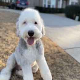 Disney - Old English Sheepdog