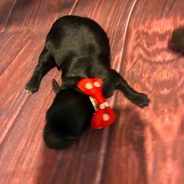 Star - Black female Havapoo puppy in Brookings, South Dakota from Hofer Pups