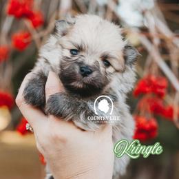 AKC Kringle - Cream sable male Pomeranian puppy in Idaho Falls, Idaho from Country Life Pomeranians