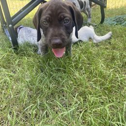 German Shorthaired Pointer Puppies from Jerri Ford