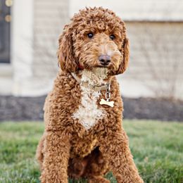 Bohdi - Goldendoodle