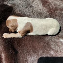 Coco - Liver roan female German Shorthaired Pointer puppy in Columbia, Louisiana from M&R Breeders