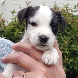 Girl 2 - Black and white Jack Russell Terrier puppy in California from Kimberlite
