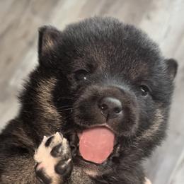 Shiba Inu Puppies from The Animal Farm Shiba Inus & Mameshibas