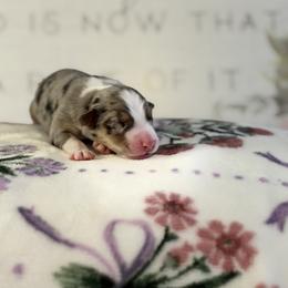 Australian Shepherd Puppies from Colorful Dreamers Australian Shepherds