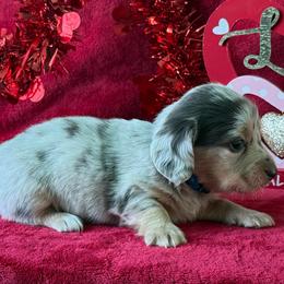Shadow - Gray (blue) and cream male Dachshund puppy in Lincoln, Arkansas from Red Dirt Dachshunds