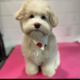 Bernedoodle, Cavapoo, Goldendoodle, Schnoodle, and Shihpoo All Grown Up from NC Doodle Puppies