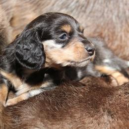 Aksel - Black and tan male Dachshund puppy in Canton, Ohio from Rissas CrAz Critters