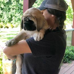 Mastiff Puppies from Lone Star Mastiff