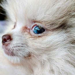 Sir Lancelot - Lavender male Pomeranian puppy in East Mountain, Texas from Fairchild Fancy Pomeranians and Coachella Pomeranians