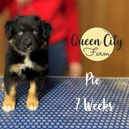 Pumpkin Pie (orange) - Black tri-color male Australian Shepherd puppy in Falmouth, Kentucky from Queen City Farm