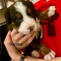 Sandra - Black rust and white female Bernese Mountain Dog puppy in Strasburg, Ohio from Lois Allison