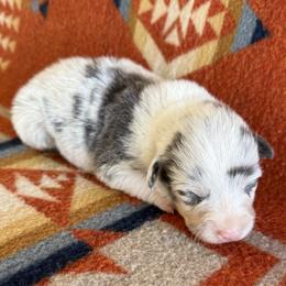 Dilute Merle Male 2 - Blue merle and white male American Corgi puppy in Okeechobee, Florida from HotShot Kennels