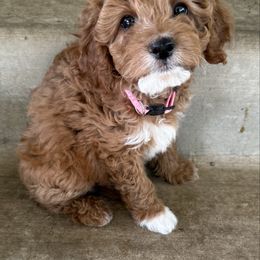 Diamond - Red female Cavapoo puppy in South Jordan, Utah from Diamond Companions