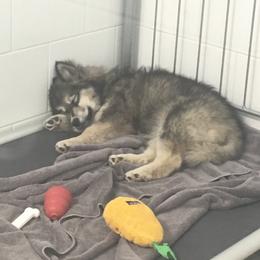 Siberian Husky Puppies from Arctic Circle Kennels