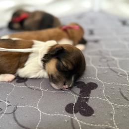White collar - Red sable female Havanese puppy in Silverton, Oregon from PNW Havanese