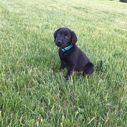Labrador Retriever Puppies from Harvest Moon Farm