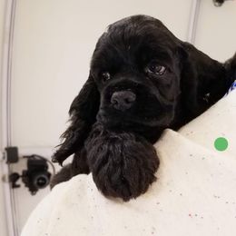 Cocker Spaniel Puppies from Bleumoon Cockers