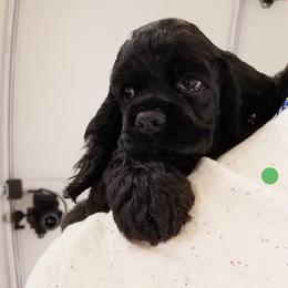 Cocker Spaniel Puppies from Bleumoon Cockers