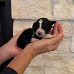 Karen - Black and white female Bernedoodle puppy in Yuba City, California from Ranch House Doodles