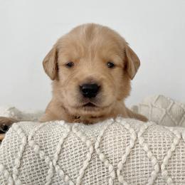 Golden Retrievers from New Beginnings Acres
