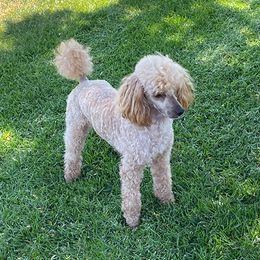 Spud - Poodle