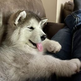 Alaskan Malamute Puppies from Sno-Ridge Alaskan Malamutes est 1972