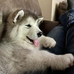 Alaskan Malamute Puppies from Sno-Ridge Alaskan Malamutes est 1972