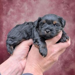 Melody - Black female Shihpoo puppy in Coshocton, Ohio from Forever Family Puppies