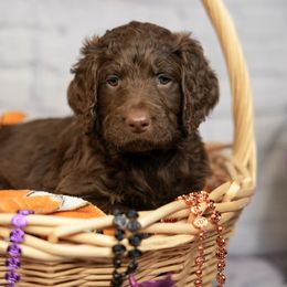 Assorted Doodle Crosses Puppies from Newfiedoodles of WNY