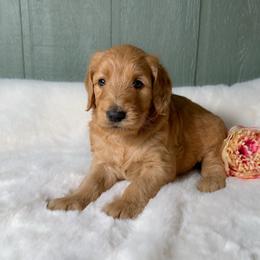 Mandy - Red  female Goldendoodle puppy in Osage City, Kansas from Golden Ridge Goldens