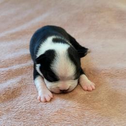Jade Girl 6 - Black and white female Boston Terrier puppy in Brookville, Ohio from Best Friend Bostons